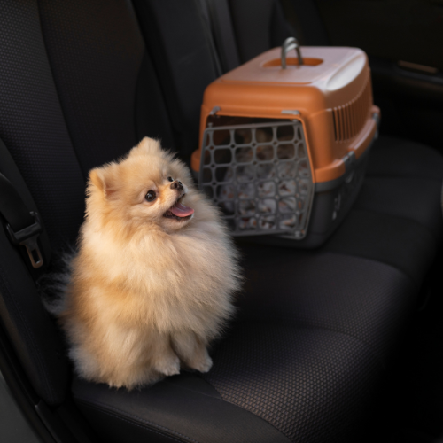 How to Reduce Your Pet’s Anxiety During Travel